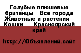 Голубые плюшевые британцы - Все города Животные и растения » Кошки   . Красноярский край